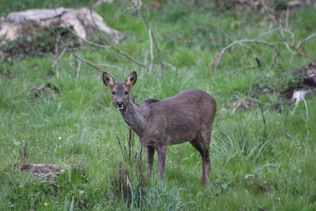 Gite La Cabuche Proche Du Zoo De Beauval Le Controis-en-Sologne Eksteriør billede