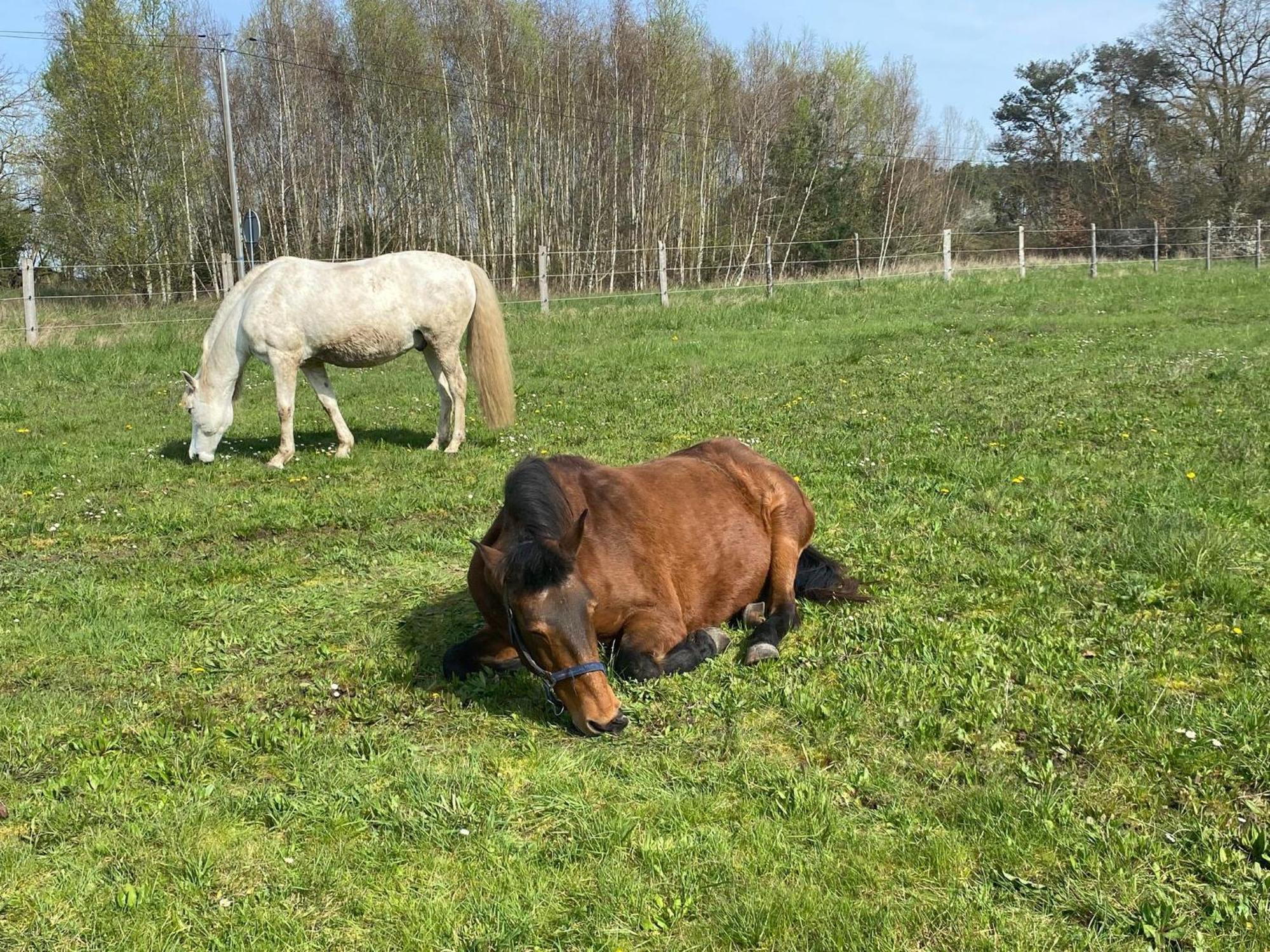 Gite La Cabuche Proche Du Zoo De Beauval Le Controis-en-Sologne Eksteriør billede